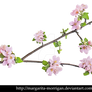 branch of apple blossoms