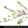branch of cherry blossoms