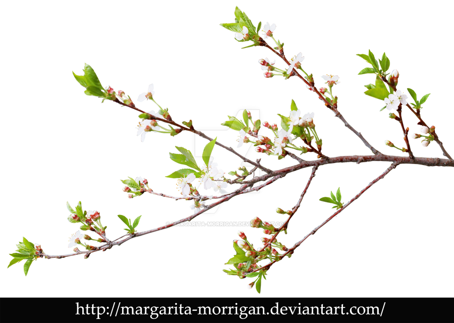 branch of cherry blossoms