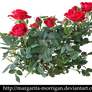 shrub roses
