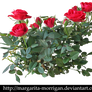 shrub roses