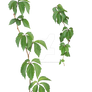 Parthenocissus tricuspidata 3