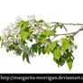 flowering branch