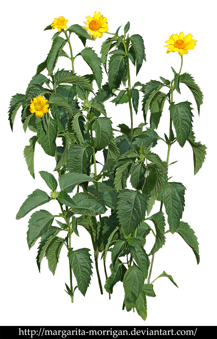 Plant with yellow flowers by margarita-morrigan