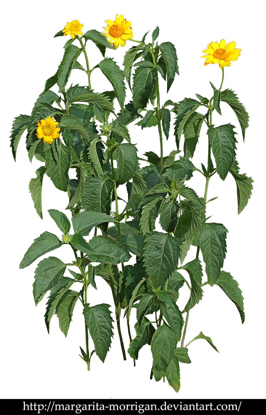 Plant with yellow flowers by margarita-morrigan
