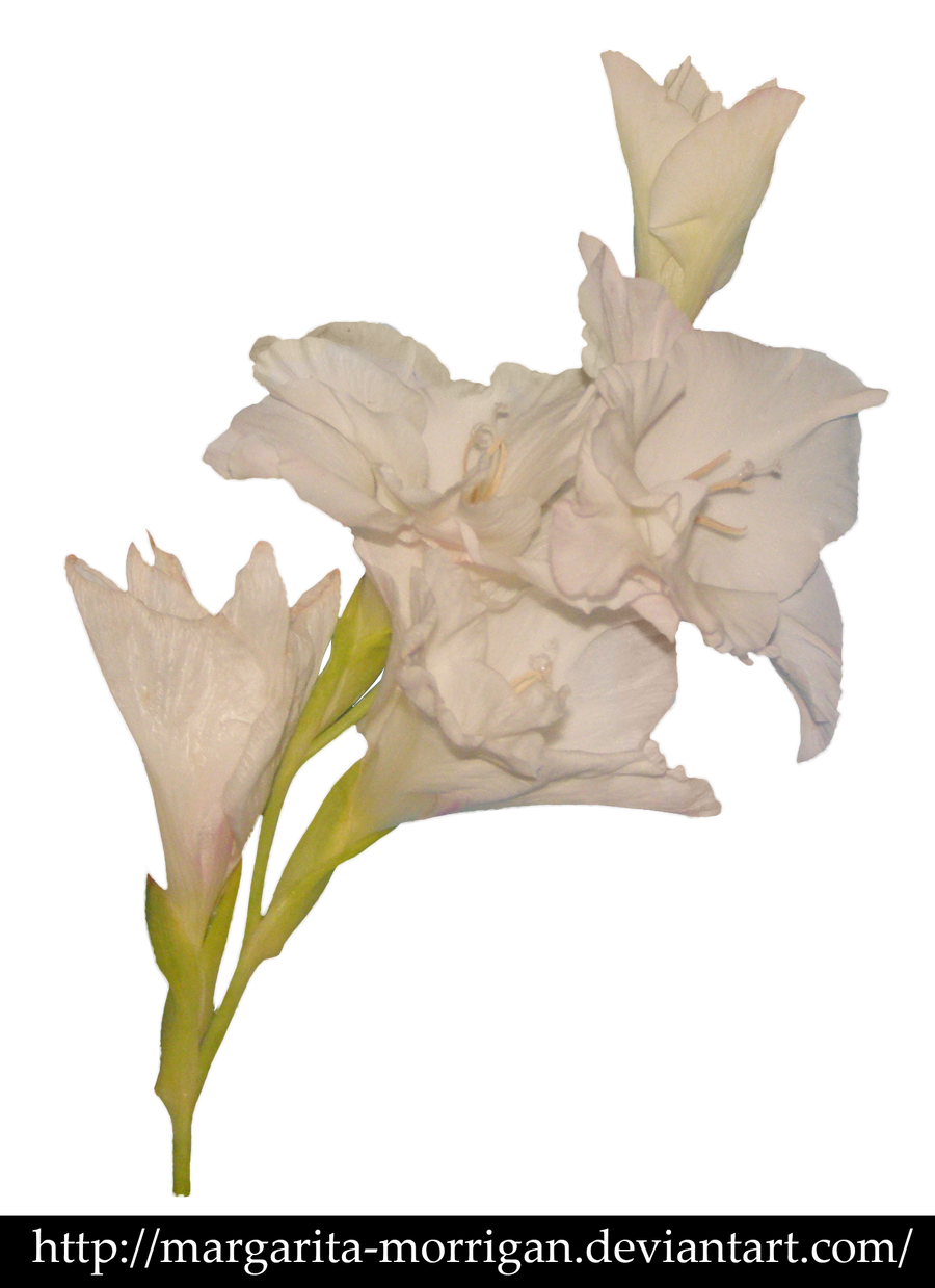 White Gladiolus by margarita-morrigan
