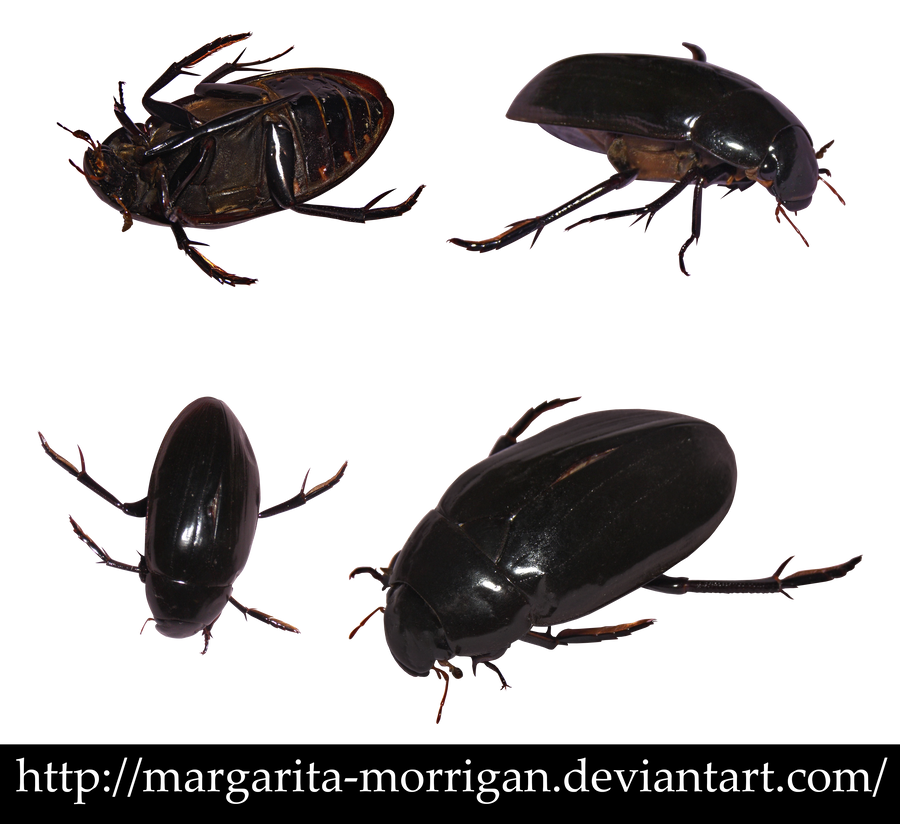 beetle by margarita-morrigan