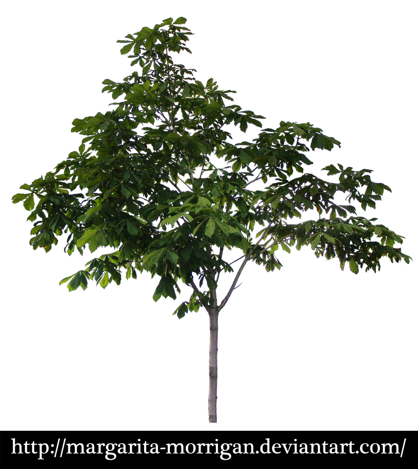 Chestnut tree by margarita-morrigan
