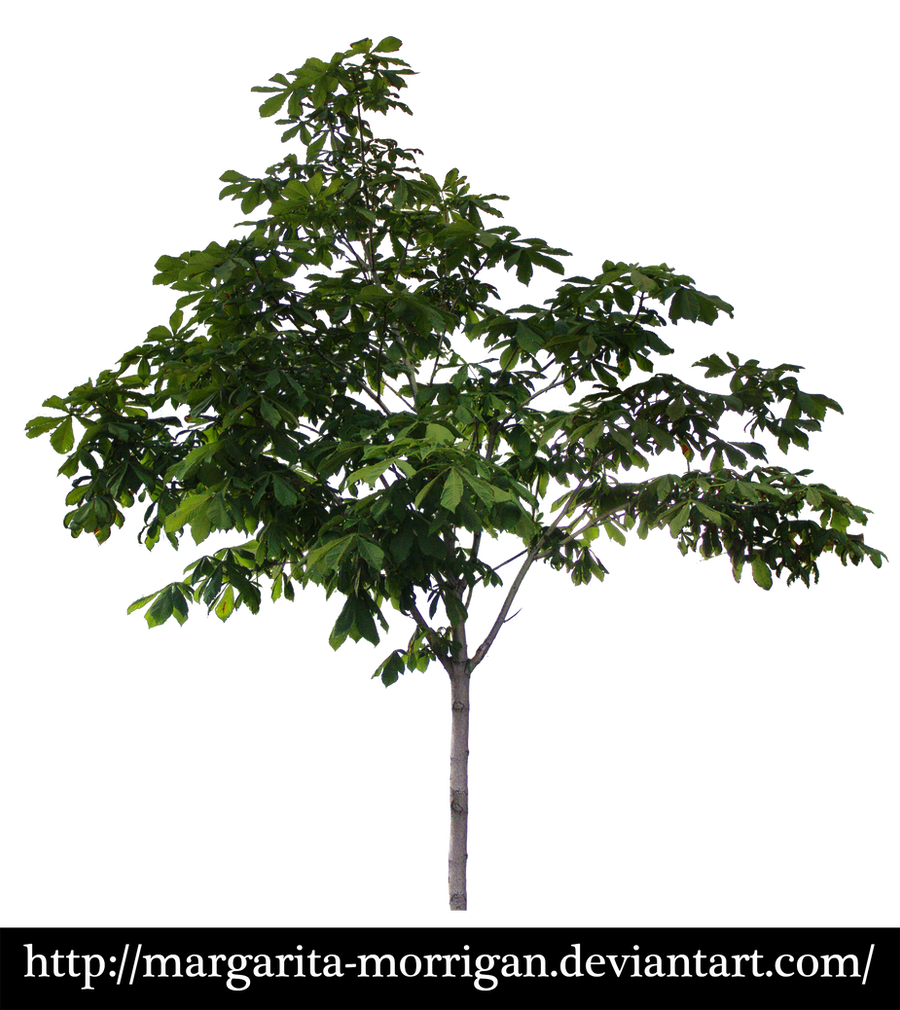 Chestnut tree by margarita-morrigan