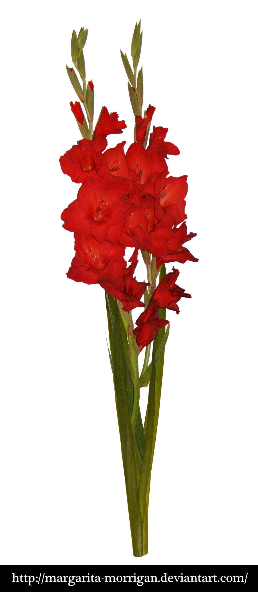 Red gladiolus by margarita-morrigan