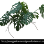 Monstera