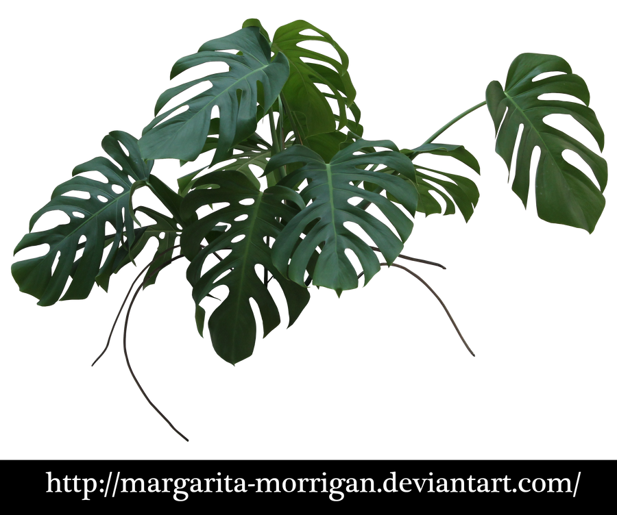 Monstera by margarita-morrigan