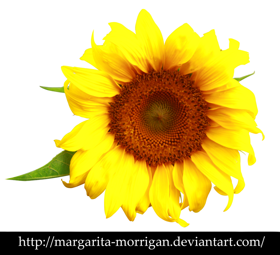 Sunflower by margarita-morrigan