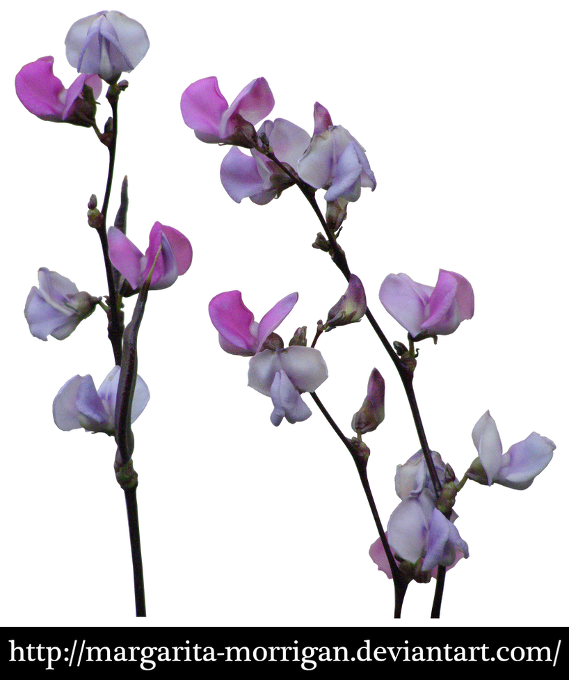 purple flowers by margarita-morrigan