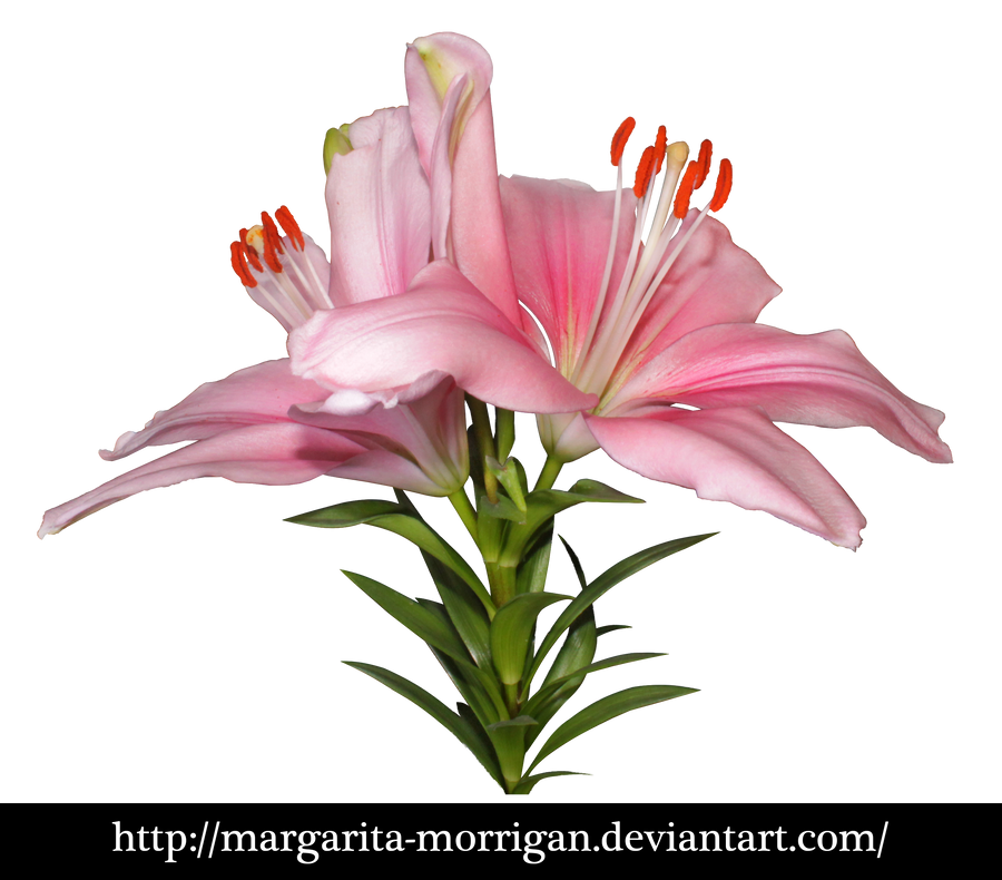 lilium Fregona by margarita-morrigan