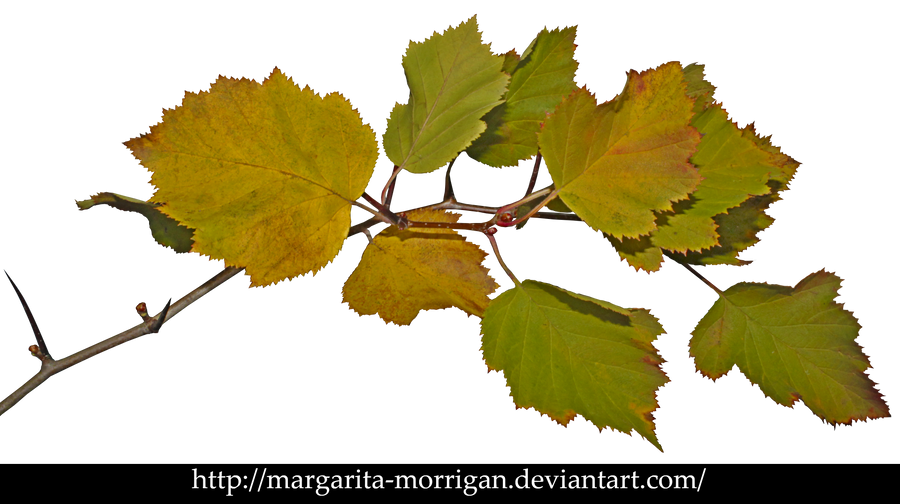 autumn branch by margarita-morrigan
