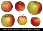 apple by margarita-morrigan
