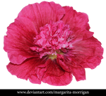 Alcea png Malvaceae by margarita-morrigan