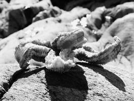 Starfish Black and White