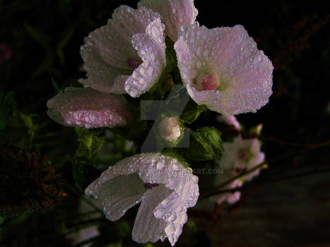 The Petals and the Rain II