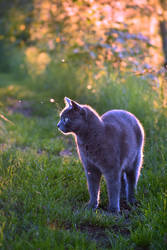 Glowing Kitty