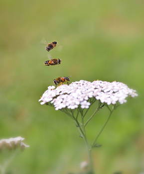 Bee Traffic