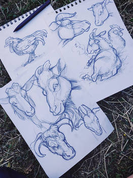 Life Drawing Farm Animals