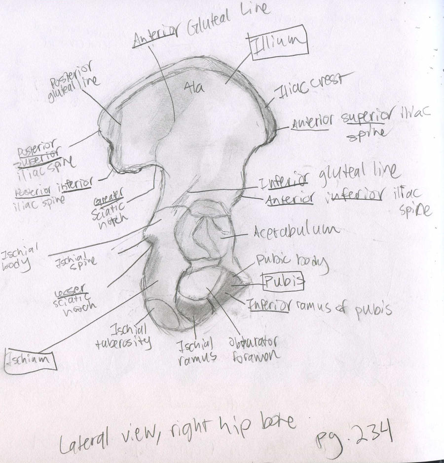 Axial Skeleton- lateral view right pelvic bone