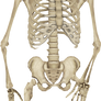 Skeleton 002