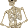 Skeleton 010