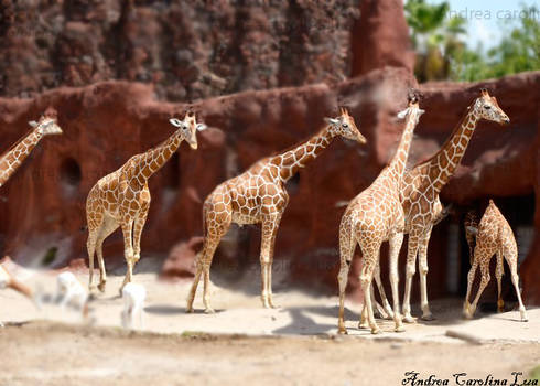 giraffes