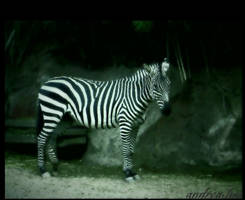 Zebra:3333