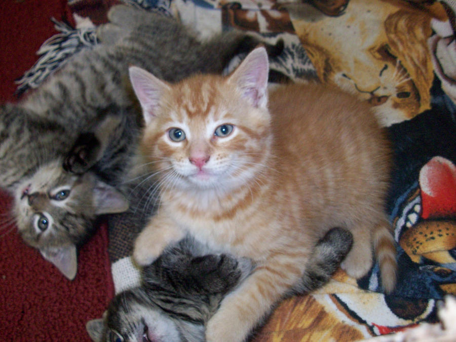 Newborn Orange Cat