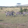 Wild Zebras