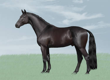 Holsteiner stallion Virgo