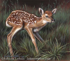 A Little Unsteady - Fawn