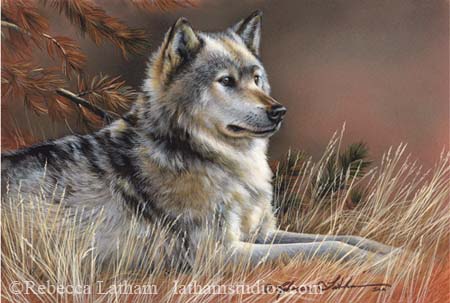 At Rest - Timberwolf