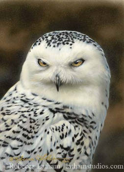 Attitude - Snowy Owl