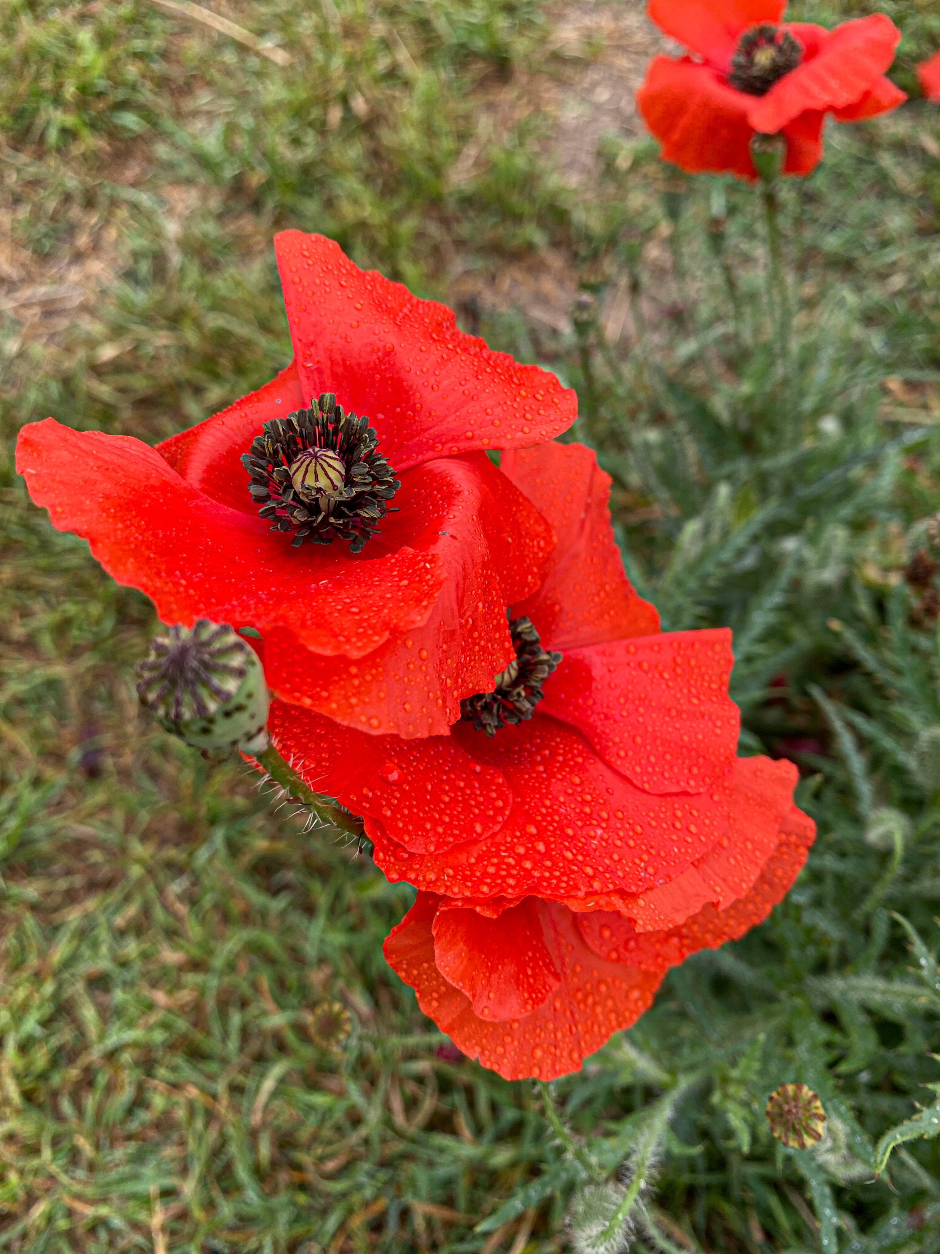 Poppy