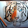 Tiger in two colors