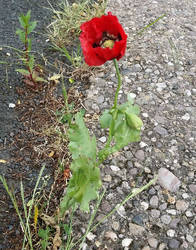 Red Flower on Pavement
