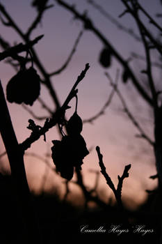 silhouette plum tree