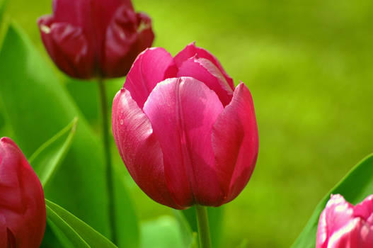 The Tulip