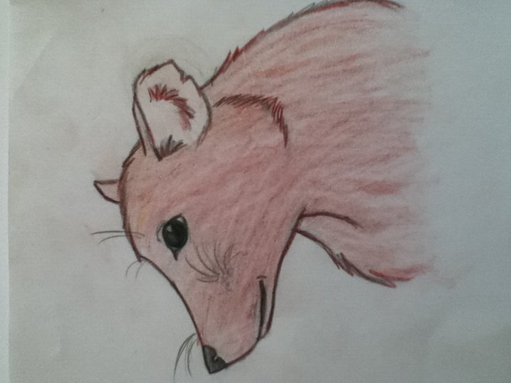 70 Animals Challenge - Rat