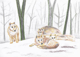 Wolf pack