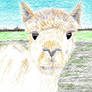 Alpaca      (drawing practice)