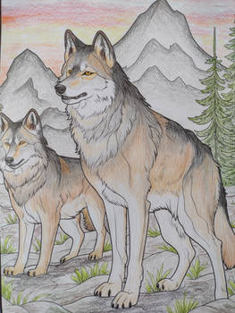 Wolf ( 2 of 4 )