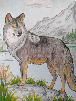 Wolf ( 3 of 4 )