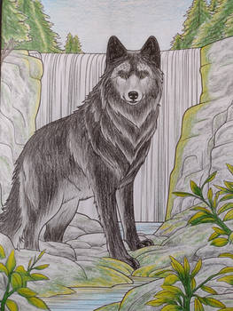 Wolf ( 4 of 4 )