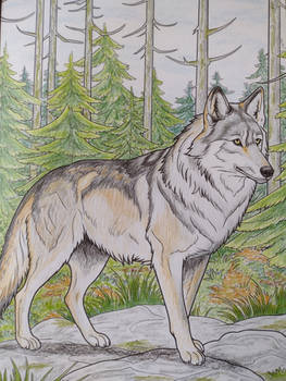 Grey Wolf